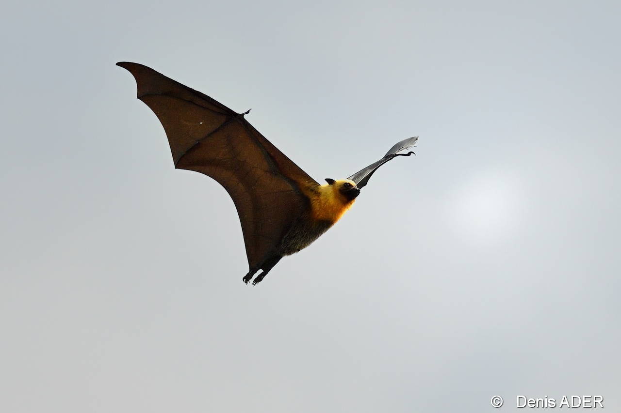 DSC_7784 Pteropus seychellensis bat roussette_tn.jpg